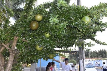 Foto - Festa de natal em Domélia