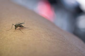 Prefeitura alerta sobre risco de proliferação do Aedes Aegypti durante período chuvoso