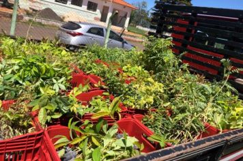 Meio Ambiente recebe doação de 2 mil mudas 