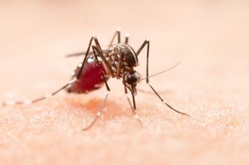 Prefeitura de Agudos alerta sobre cuidados contra o mosquito da dengue