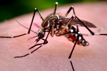 Saúde alerta sobre casos de dengue