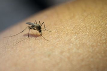 Semana Estadual de Mobilização Contra a Dengue acontece em Agudos de 20 a 25 de março 2023