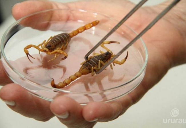 Secretaria de Saúde de Agudos divulga informações importantes para evitar acidentes com escorpiões