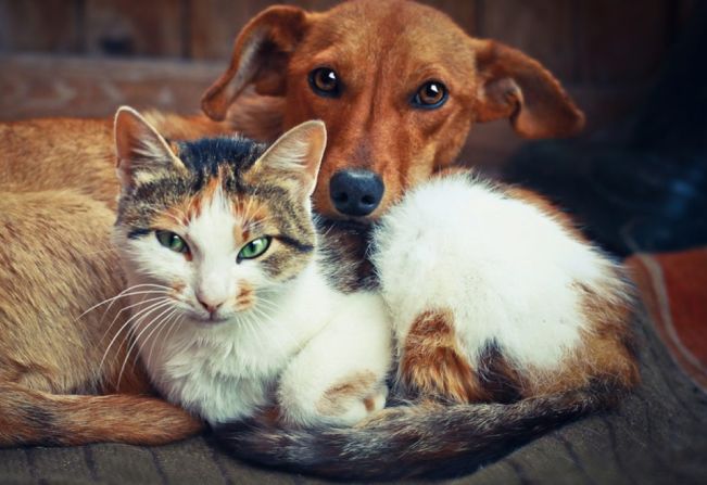 Animamigo inicia cadastramento de voluntários