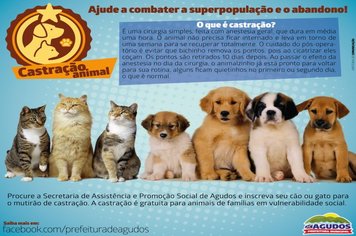 Programa de cuidados e proteção aos animais abandonados de Agudos entra em nova fase