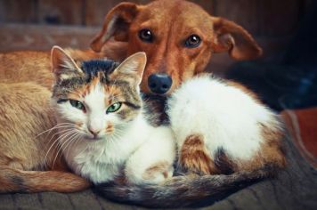 Animamigo inicia cadastramento de voluntários