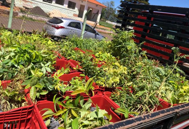 Meio Ambiente recebe doação de 2 mil mudas 