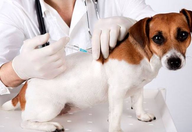 Agudos fará vacinação antirrábica