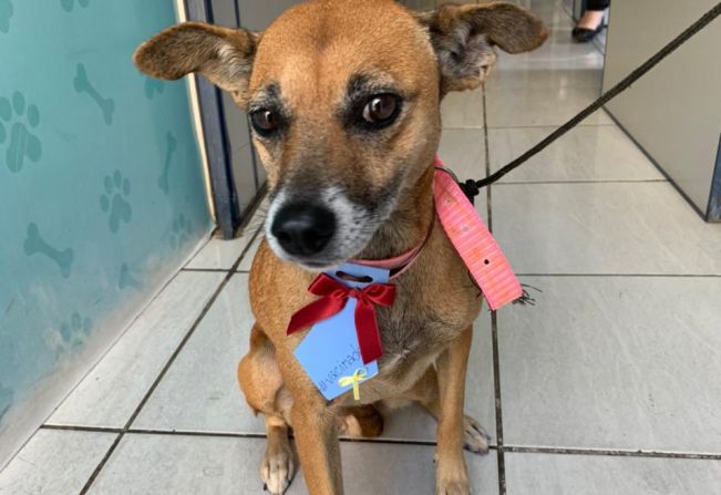 Nesta quarta-feira (31) tem vacinação antirrábica em Domélia